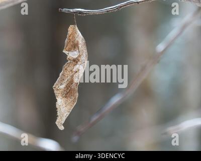 Leaf on a tree branch in the winter, Quebec,Canada Stock Photo