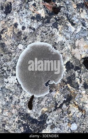 Lobothallia radiosa lichen, a Rock-Dwelling Lichen aka Puffed Sunken-Disk Lichen growing on Limestone Rock Stock Photo
