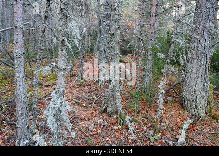 Old Pine Wood or Pine Trees Dying Back and Covered in Beard Lichen or Bearded Lichen aka Beard Moss or Old Man's Beard, a Fructicose Lichen Stock Photo