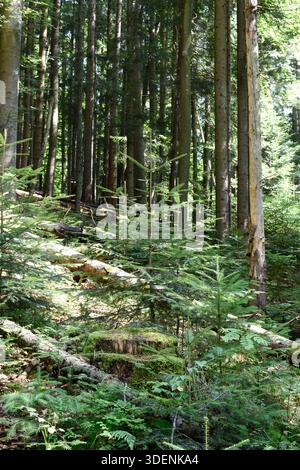 Ukraine, Carpathians. Deep summer forest on sunny day. Large pine trees, fir trees, lush green foliage, fallen trees. Green moss on tree stump. Stock Photo