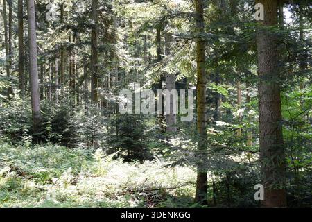 Ukraine, Carpathians. Sun shining on forest glade between pine trees. Deep forest in summer day. Shady trees, green fern, moss, wild nature, woodland. Stock Photo