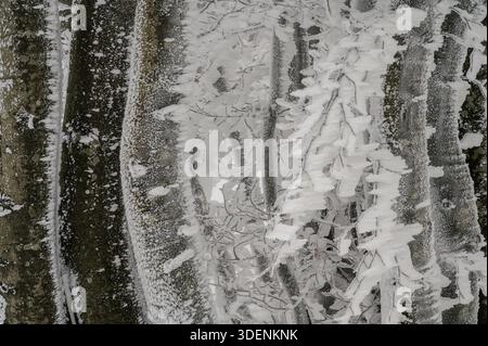 Frost-Covered Forest Tree Trunks Macro Stock Photo