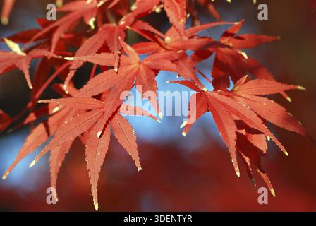 Japanese maple tree red leafs close-up, focus on front leafs Stock Photo