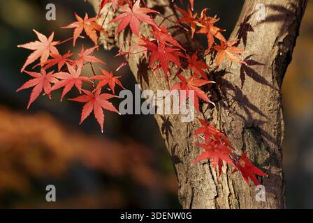 Japanese maple tree with red leafs close-up, focus on left red leafs Stock Photo