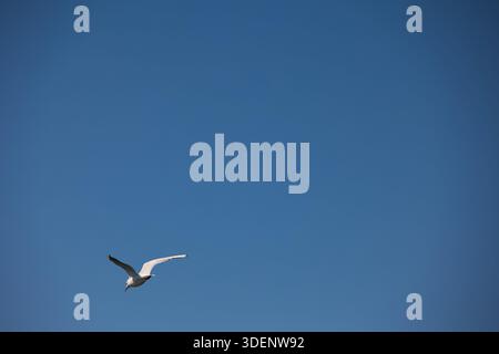 Seagull flying alone across a clear blue sky in August 2025 Stock Photo