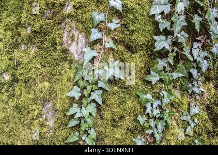 Green ivy growing on forest rock surface covered with moss closeup Stock Photo