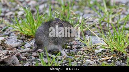 Little cute baby mouse Stock Photo