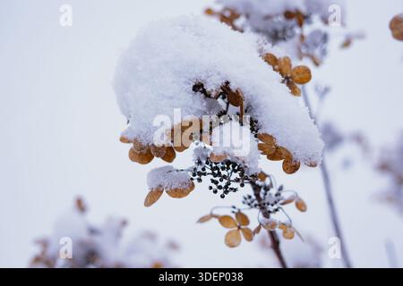 Brown dried flowers covered with a thick layer of snow create a striking contrast in a winter garden scene. Stock Photo