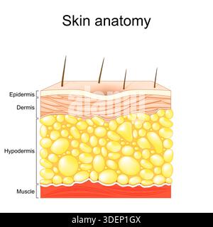 Skin anatomy. Layers of the human skin. Cross section of skin with Epidermis, Dermis, Hypodermis and Muscle tissue. Realistic Vector illustration. Med Stock Vector