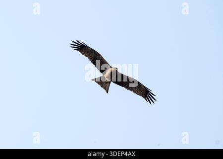Karachi, Pakistan - Black kite Milvus migrans flying on Karachi sky Stock Photo