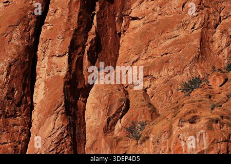 Vertical sandstone wall with deep shadowed crack and small shrubs at Garden of the Gods Park, Colorado Springs, Colorado, USA, showing rock layers. Stock Photo