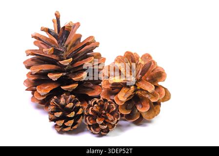 Three pine cones on a white background in close-up Stock Photo