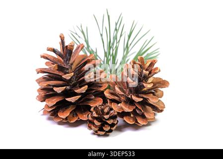 Three pine cones on a white background in close-up Stock Photo