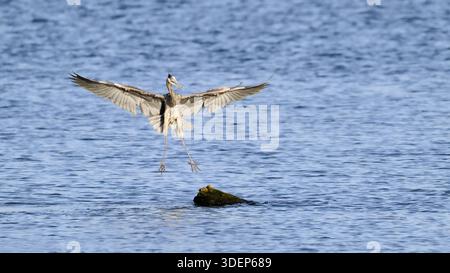 Great Blue Heron Ardea herodias landing with wings spread on isolated rock in water Stock Photo