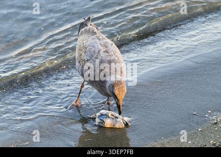Seagull picks at severed fish head on sandy beach on edge of waves Stock Photo