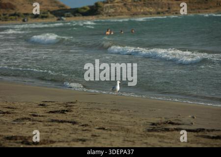 A lone seagull stands on the sandy shore of Vlora, Albania, with gentle waves rolling in and swimmers enjoying the water Stock Photo