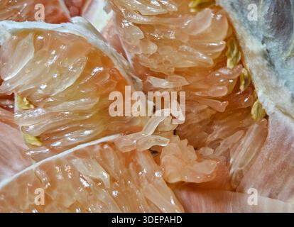 Extreme close-up macro of fresh pomelo citrus flesh showing large translucent segments and juicy texture.healthy nutrition, tropical fruit, fresh food Stock Photo