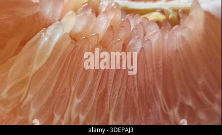 Extreme close-up macro of fresh pomelo citrus flesh showing large translucent segments and juicy texture.healthy nutrition, tropical fruit, fresh food Stock Photo