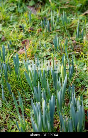 Daffodil buds breaking through into flowers in the early spring season on the isle of wight UK, Daffodils growing on a grass bank with opening buds Stock Photo
