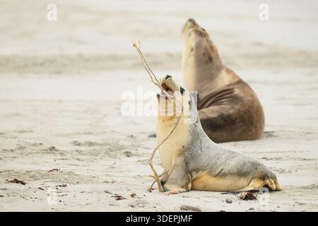 An Australian sea lion (Neophoca cinerea) playing with a stick on the beach at Kangaroo Island, South Australia. Stock Photo