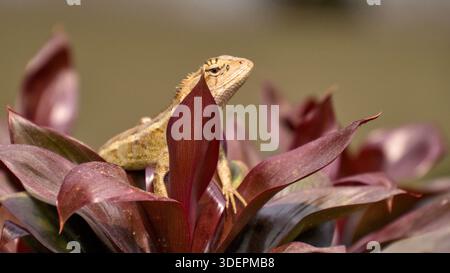 An oriental garden lizard (Calotes versicolor) perches on a plant with broad reddish-brown leaves, perfectly camouflaged in its natural surroundings. Stock Photo