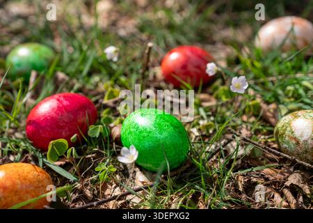 Brightly coloured Easter eggs are hidden among clover and wildflowers in a spring meadow, capturing the festive spirit of the season. Stock Photo