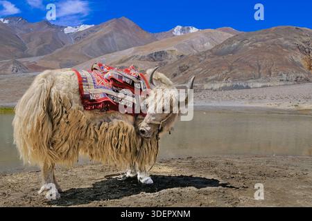 Yak standing near Pangong Tso Lake, high-altitude Himalayan lake in Ladakh region of northern India. Stock Photo