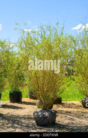 Tree seedlings for sale. Young trees for planting in the ground. Stock Photo