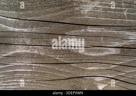 The texture of an old decaying tree. Wooden background. Stock Photo