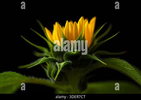 Sunflower on dark background studio Stock Photo