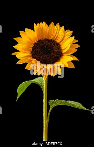 Sunflower on dark background studio Stock Photo