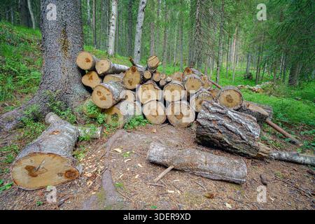 Sawn logs in the summer forest. Stock Photo