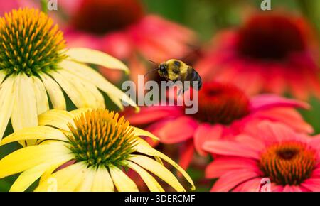 A large Bumblebee flying through an Echinacea Coneflower garden filled with colorful red and yellow flowers looking to pollinate. Stock Photo