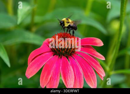 Close up of a flying bumblebee above a brightly colored pink Echinacea flower. Stock Photo