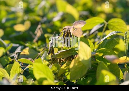 closeup soybean pod showing textured surface and tiny dew, crisp sharpness on pod edges with soft leaf background, intimate botanical study of crop ph Stock Photo