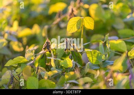 Golden soybean canopy at sunrise with dense leaves and pods bathed in warm light, industrial-scale planting, distant rows blurred, soft bokeh, serene Stock Photo