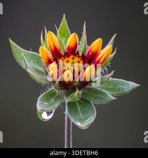 Macro close-up of a blanket flower (Gaillardia) bud beginning to bloom with dew drops against a dark background. Stock Photo
