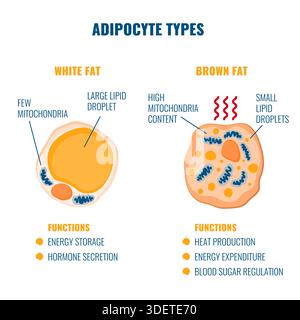 Adipose tissue showing beige fat cell with mitochondria and nucleus ...