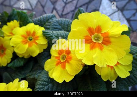 Yellow & Orange Primula x Polyantha Mill 'Polyanthus Primrose' Flowers in a Flowerpot grown in a English Cottage Garden in Lancashire, England, UK Stock Photo