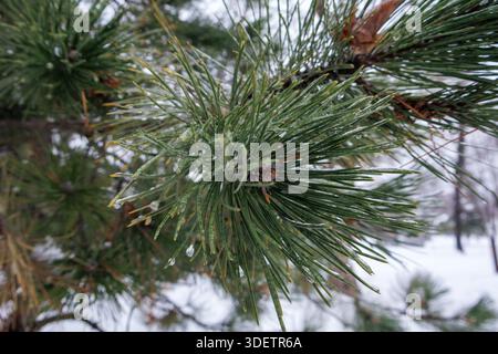 Close-up of pine tree branches covered with ice after freezing rain. Stock Photo