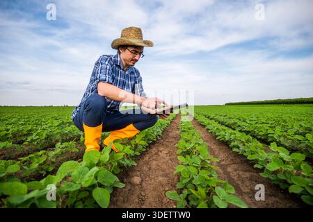 Agricultural worker is cultivating soybean. He is using digital tablet and examining plants. Stock Photo