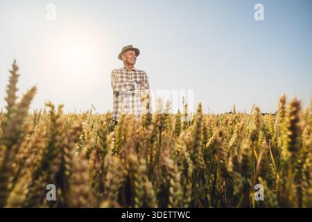Satisfied farmer is standing in his growing wheat field with arms crossed and looking at distance. Stock Photo