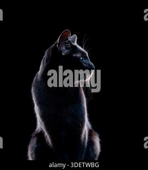 Side profile of black cat on black background Stock Photo