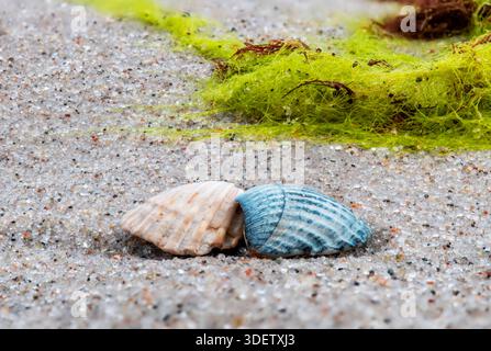 Seashells on the beach with seaweed and sand. Stock Photo