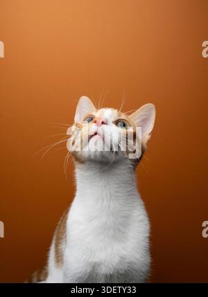 curious cat looking up at copy space on orange background Stock Photo
