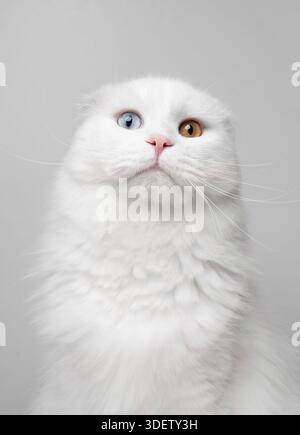 Studio portrait of an odd eyed white scottish fold cat on white background Stock Photo