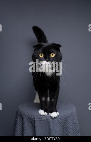 cute tuxedo scottish fold cat with white paws looking at camera, studio portrait on gray background Stock Photo