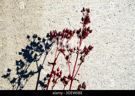 Red dried plant stems with small buds cast distinct shadows on a textured light-colored wall in Furth im Wald, Germany, highlights contrast between natural forms and surface texture in bright sunlight. Stock Photo