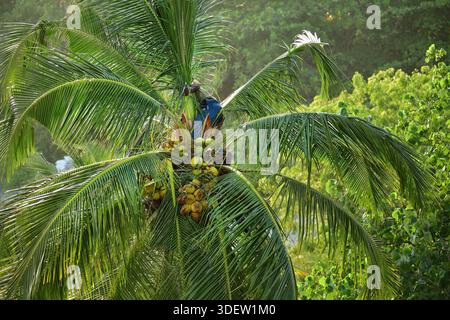 Traditional Coconut harvesting. Man climbs in a palm tree to cut and collect the ripe coconuts. Maldives, Asia Stock Photo