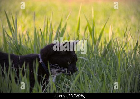 Black Cat Hiding in Tall Grass Stock Photo